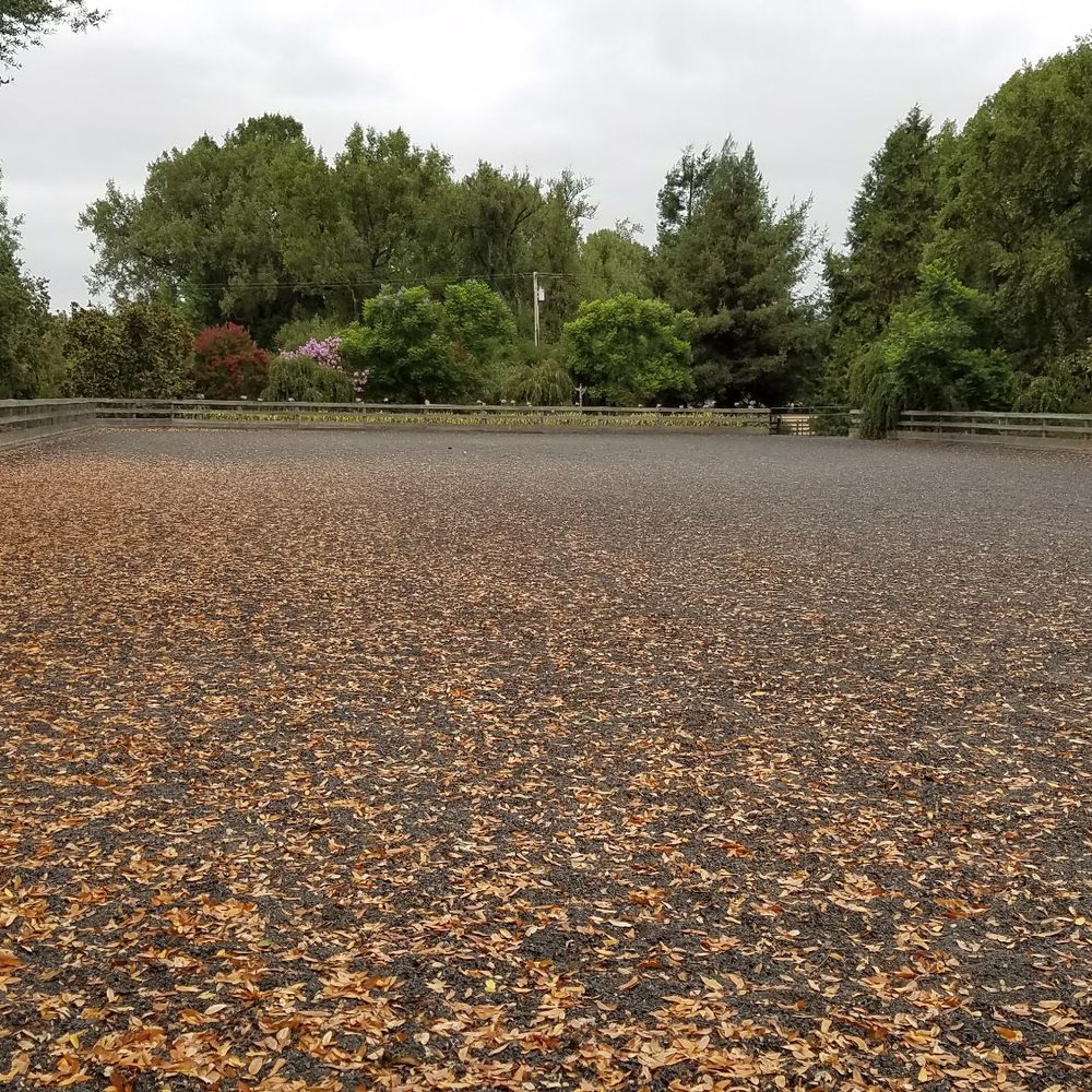 Big Dog Rescue - The arena where dogs visit and play - Pet Services Near Me Big Dog Rescue - The arena where dogs visit and play - Pet Services Near Me