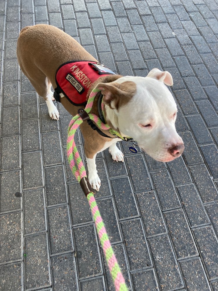 MYSTICATZ Updated August 2024 2021 Strand St, Galveston, Texas