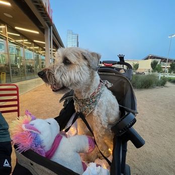 Spark - Pet friendly patio - Burgers Near Me - Oklahoma City, Oklahoma Spark - Pet friendly patio - Burgers Near Me - Oklahoma City, Oklahoma
