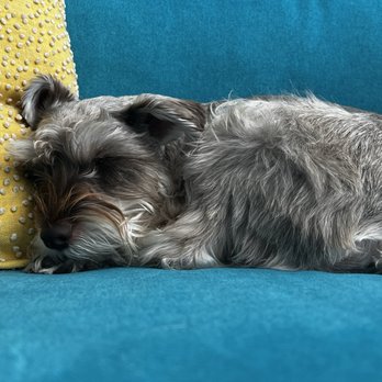 South Jersey Schnauzers - Duffy - Pet Breeders Near Me - Bridgeton, New Jersey South Jersey Schnauzers - Duffy - Pet Breeders Near Me - Bridgeton, New Jersey