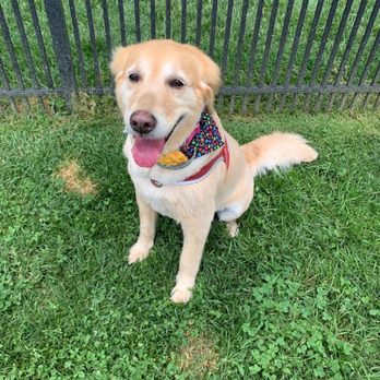 Treats Unleashed - Pet Stores Near Me - Ladue, Missouri Treats Unleashed - Pet Stores Near Me - Ladue, Missouri
