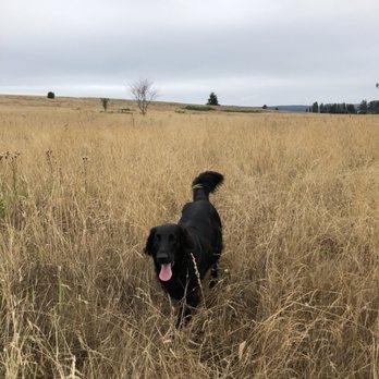 Rover Come Over - Olive is one of our favorites - Dog Walkers Near Me Rover Come Over - Olive is one of our favorites - Dog Walkers Near Me