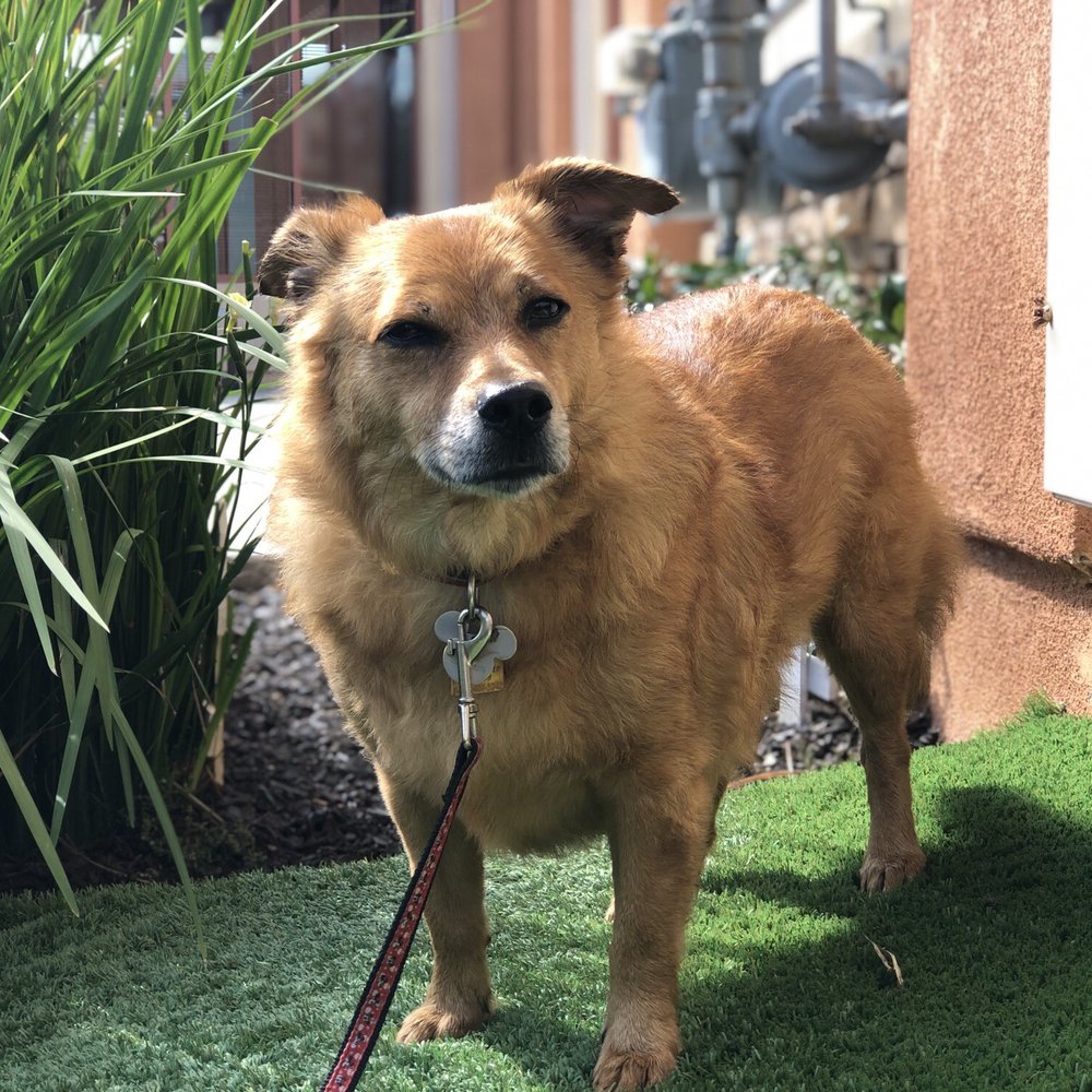 Ginger our corgi mix who was initially scared to come, but really left a content pup! Ginger our corgi mix who was initially scared to come, but really left a content pup!