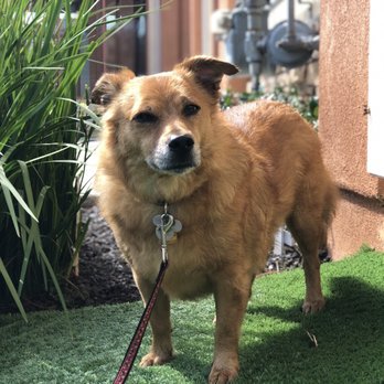 Meadows Pet Care - Ginger our corgi mix who was initially scared to come, but really left a content pup! - Pet Groomers Near Me - San Marcos, California Meadows Pet Care - Ginger our corgi mix who was initially scared to come, but really left a content pup! - Pet Groomers Near Me - San Marcos, California