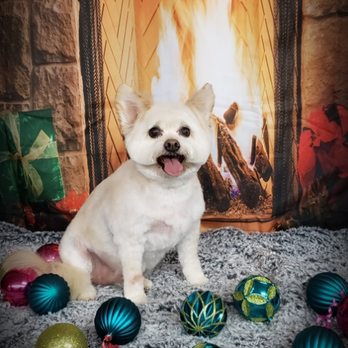 Dapper Dog - Bo - Pet Groomers Near Me - East Providence, Rhode Island