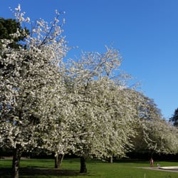 Hans Tavsens Park - Flowering trees