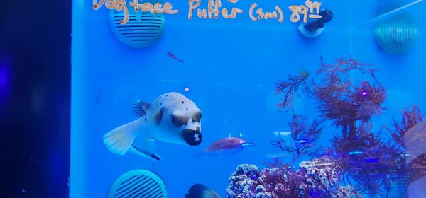 LAX Aquarium by null