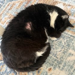 Harmony Crossing Animal Hospital - Cat with wound from animal