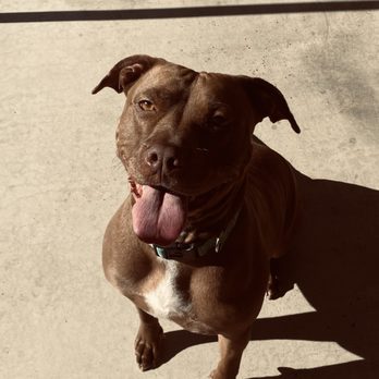 Haven Pet Center - Her name is now Suede (her name was Opah May) - Animal Shelters Near Me - San Jacinto, California Haven Pet Center - Her name is now Suede (her name was Opah May) - Animal Shelters Near Me - San Jacinto, California