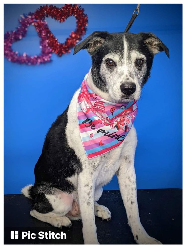 SIERRA’S PAW SPA Updated August 2024 Request an Appointment