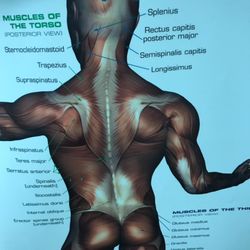Massage Nirvana n' Bodyworks - Massage charts for where pain can follow and exhibit to and from.