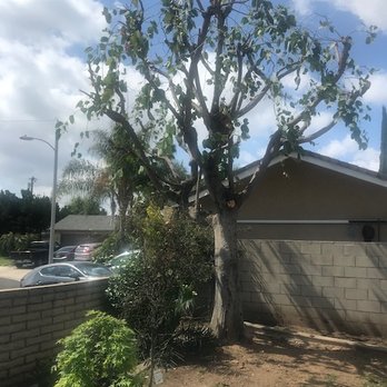 Tony's BC Tree Service - After - Tree Services Near Me - Orange, California Tony's BC Tree Service - After - Tree Services Near Me - Orange, California