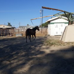 Empty Saddle Club - Walking the horse