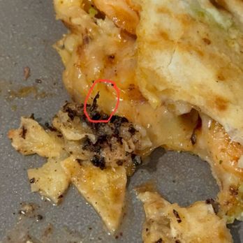 Meso Maya Comida y Copas - Quesadilla Camaron - CHEWED/SPIT UP BUG IN MY QUESADILLA That's its leg that I spit out. - Mexican Near Me - Fort Worth, Texas