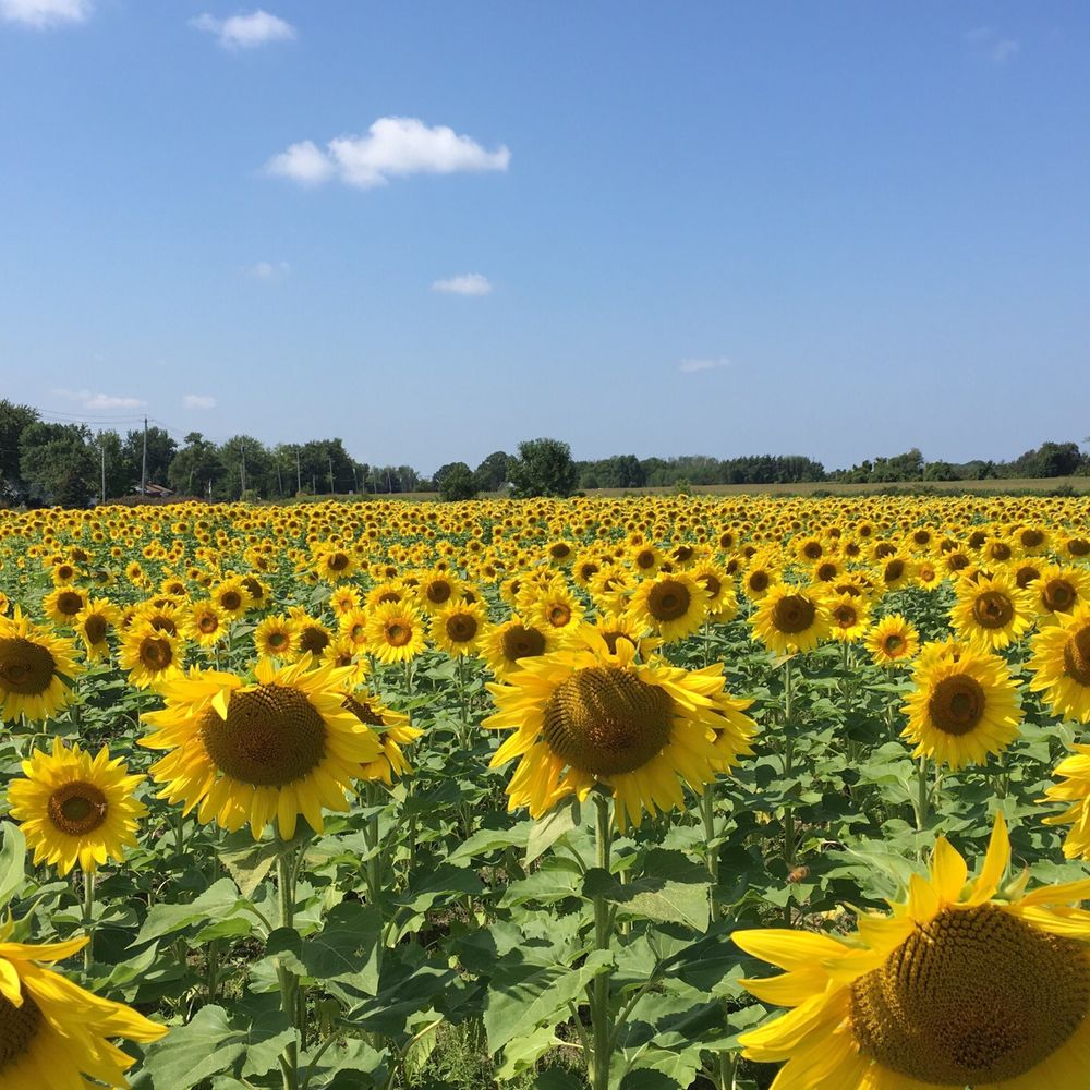 Danielewicz Farm - The Sanborn Sunflowers! - Farms Near Me - Sanborn, New York Danielewicz Farm - The Sanborn Sunflowers! - Farms Near Me - Sanborn, New York