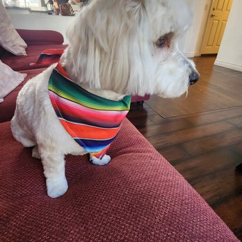 Preferred Spaw Mobile Grooming - Groomed today! Full trim and bath. Looks gorgeous - Pet Groomers Near Me Preferred Spaw Mobile Grooming - Groomed today! Full trim and bath. Looks gorgeous - Pet Groomers Near Me