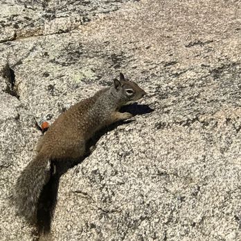 Stonewall Peak Trail - Give this guy some water when at the top and you'll have a new friend. - Parks Near Me - Descanso, California Stonewall Peak Trail - Give this guy some water when at the top and you'll have a new friend. - Parks Near Me - Descanso, California