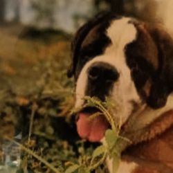 Swansea Veterinary Center - Ben says thank you