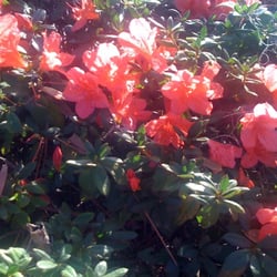Academy of Music and Art & Gainesville Guitar Academy - Azaleas