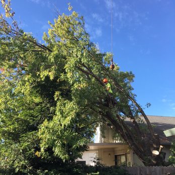 Easy Does It Tree Service - Tree Services Near Me - Redding, California