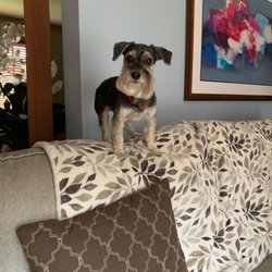 Hounds Town - Kenzi, happy to be home.