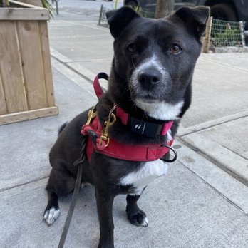 Pet Sitting Pod - Sesame! - Dog Walkers Near Me - New York, New York