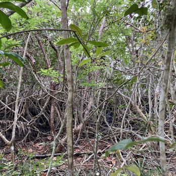 Historic Spanish Point - Florida mangrove - Museums Near Me - Osprey, Florida Historic Spanish Point - Florida mangrove - Museums Near Me - Osprey, Florida