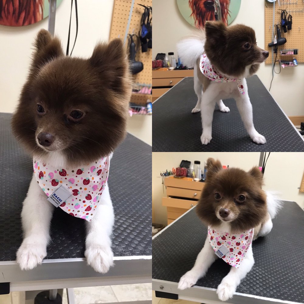 HACHI DOG GROOMING AND BOUTIQUE Updated May 2024 78 Photos & 36 Reviews 11278 SW 137th Ave