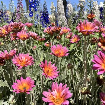 The Flower Fields - Venues & Event Spaces Near Me - Carlsbad, California The Flower Fields - Venues & Event Spaces Near Me - Carlsbad, California