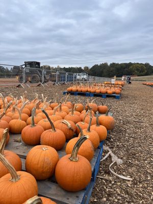 Southern Belle Farm by null