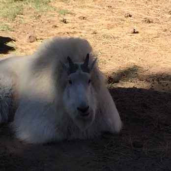 Bearizona - Mountain goat - Zoos Near Me - Williams, Arizona Bearizona - Mountain goat - Zoos Near Me - Williams, Arizona