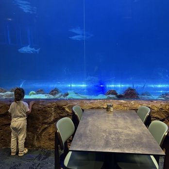 Sharks Underwater Grill - New American Near Me - Orlando, Florida Sharks Underwater Grill - New American Near Me - Orlando, Florida