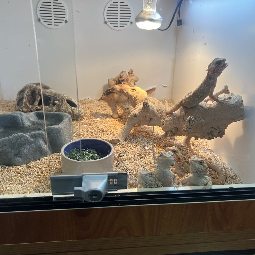 Burbank Scales N Tails - Baby beard dragon - Pet Stores Near Me - Burbank, California Burbank Scales N Tails - Baby beard dragon - Pet Stores Near Me - Burbank, California