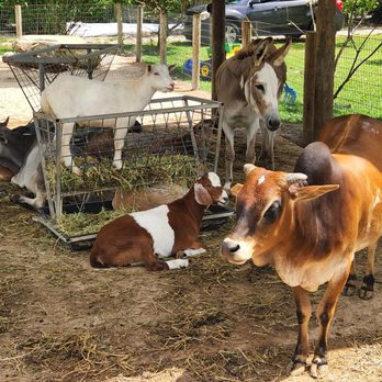 FarmHouse Miami - Cows and goats - American Near Me - Miami, Florida