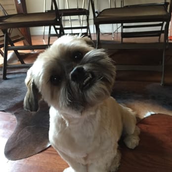 Austin Pet Stylist - Chucks haircut after a visit with Austin Pet Stylist. - Pet Groomers Near Me - Austin, Texas Austin Pet Stylist - Chucks haircut after a visit with Austin Pet Stylist. - Pet Groomers Near Me - Austin, Texas