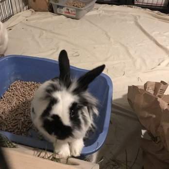 SaveABunny - Animal Shelters Near Me