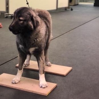 Maximum K9 Service - Training at Maximum K9 - Pet Training Near Me - Deer Park, New York Maximum K9 Service - Training at Maximum K9 - Pet Training Near Me - Deer Park, New York