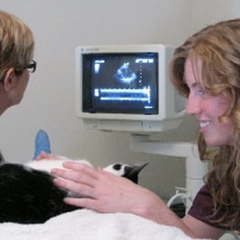 The Cat Clinic - Veterinarians Near Me - Hamilton, Ontario The Cat Clinic - Veterinarians Near Me - Hamilton, Ontario