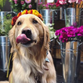 Sofi La Fleur - Florists Near Me - West Hollywood, California