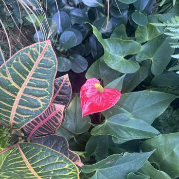 Bloedel Conservatory - Botanical Gardens Near Me - Vancouver, British Columbia