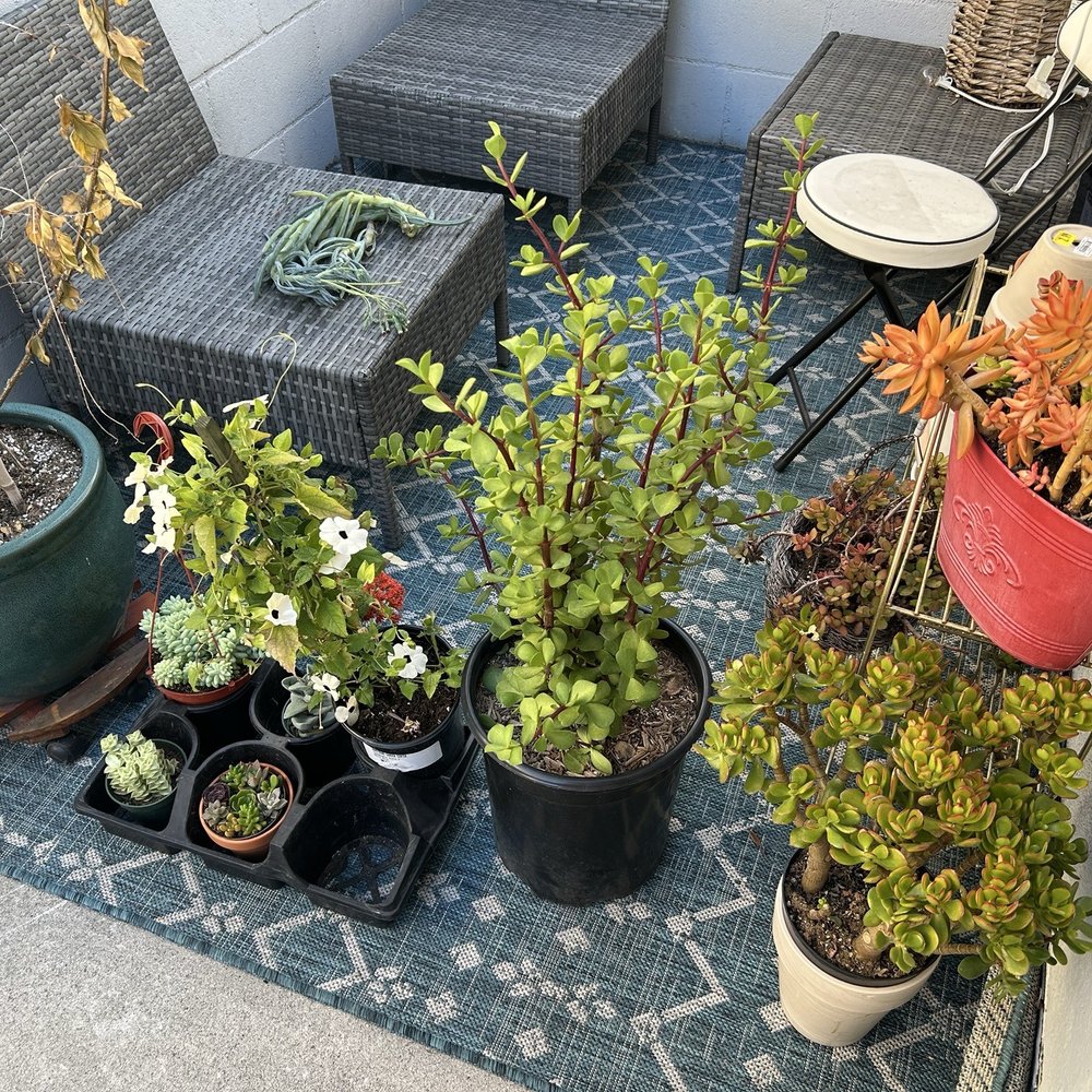 Succulents