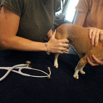 Dr. May Veterinary Housecall Services Gentle Euthanasia - Veterinarians Near Me - San Antonio, Texas Dr. May Veterinary Housecall Services Gentle Euthanasia - Veterinarians Near Me - San Antonio, Texas