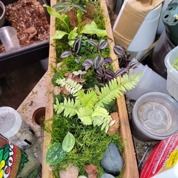 Vedas Plant Shop - Nurseries & Gardening Near Me - Chicago, Illinois