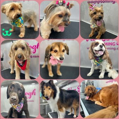 Quality Grooming by Maris - Being a mobile grooming company means that we provide you with personalizes services right at your front door! Quality Grooming by Maris - Being a mobile grooming company means that we provide you with personalizes services right at your front door!