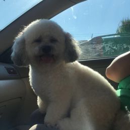 Happy Gigi after her cut from Kung Fu Shih-Tzu