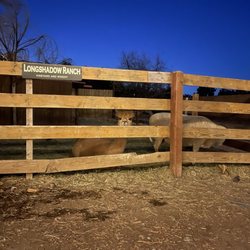 Longshadow Ranch Vineyard And Winery - Alpaca
