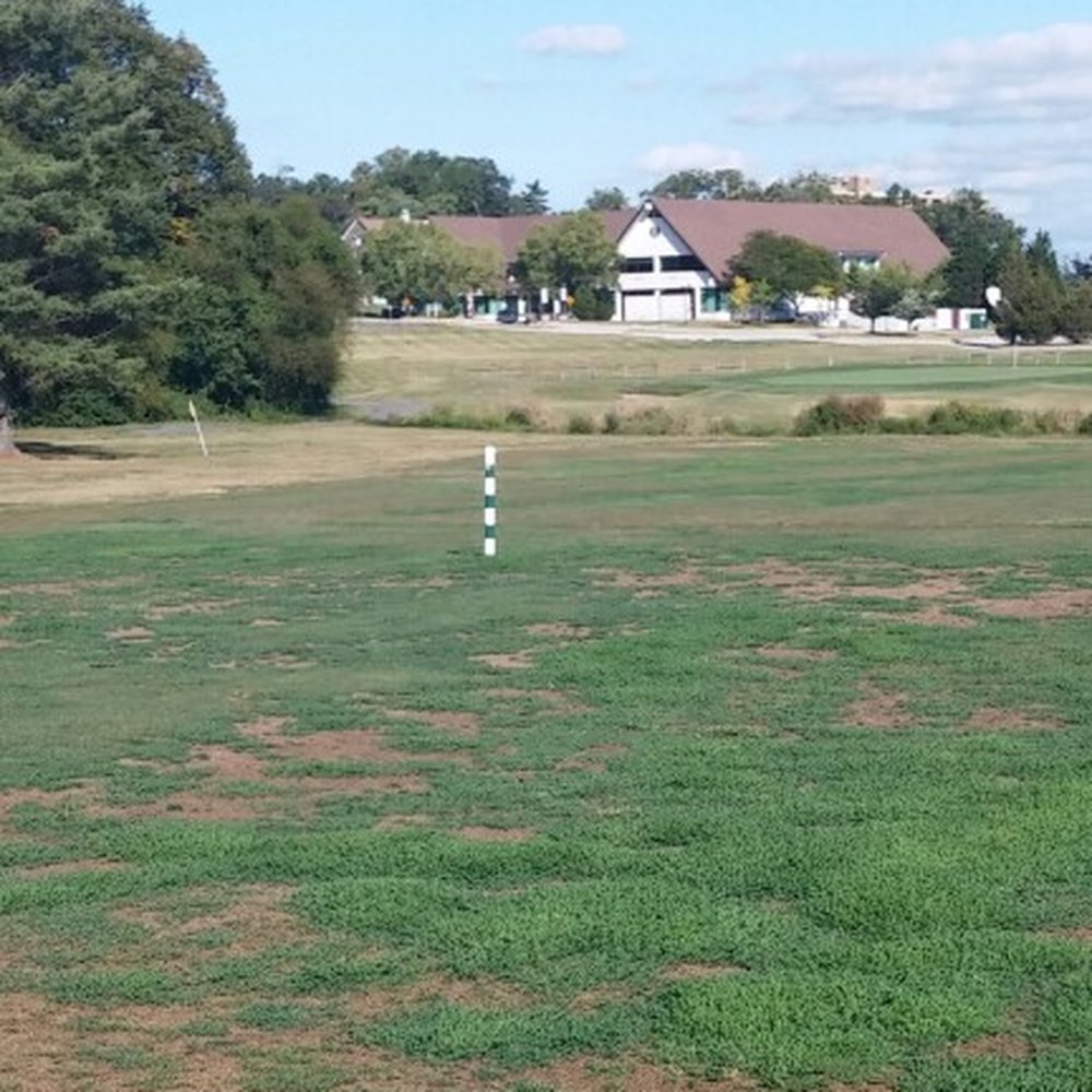 The "fairway" The "fairway"