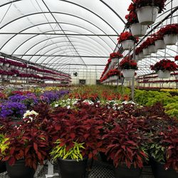 Pinters Plants & Produce