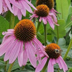 Collins Creamery - Flowers next to our picnic table