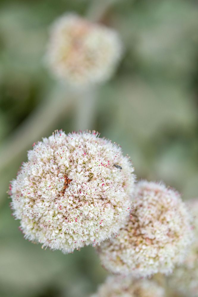 Pescadero State Beach